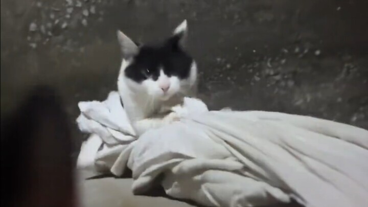 记录小猫这个独一无二的回家方式