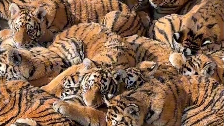 Anak-anak harimau berkerumun menikmati sinar matahari, tubuh murni yang penuh energi surya sedang me