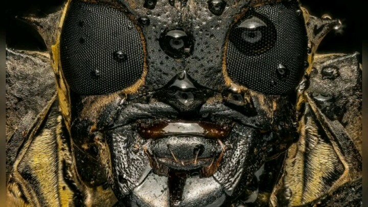 [Insect ID Photo] This kind of “face-to-face” shot is enough to give you goosebumps