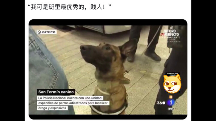 A Spanish TV station was filming a show demonstrating how police dogs sniff out drugs—only to have o