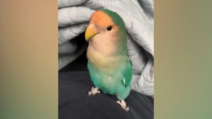 Smart and Fun Birds – Parrot Talking and Singing Video Compilation