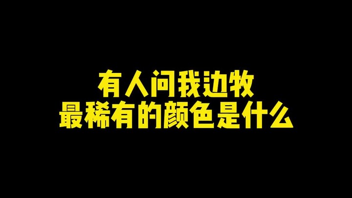 Anyone got a blue-and-white Border Collie? Share some pics—I need something to envy!