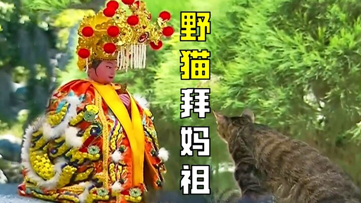 รูปปั้นเจ้าแม่หม่าจู่ตกลงมาข้างบ่อน้ำ แต่ใครจะคาดคิดว่าแมวจรจัดตัวหนึ่งกลับก้มลงกราบไหว้ ช่างมีความศ