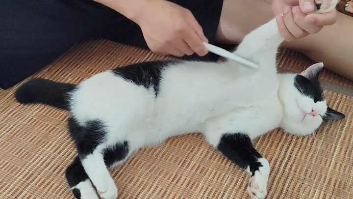 การดูแลประจำวันของแมว