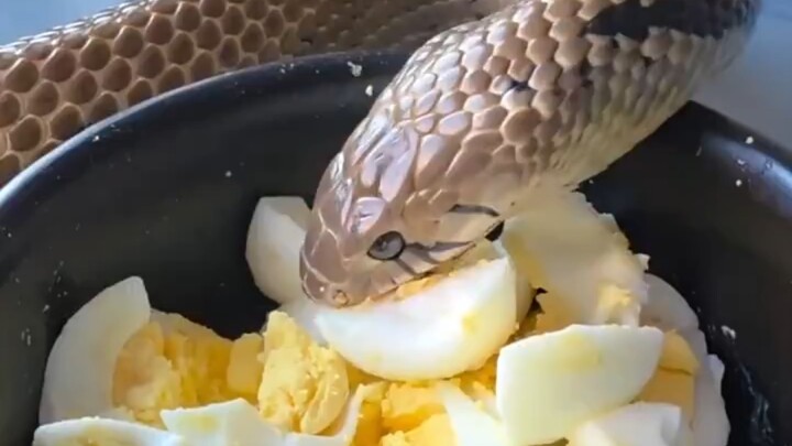 A man has trained the snake he’s kept at home for years to eat boiled eggs, saving him money every d