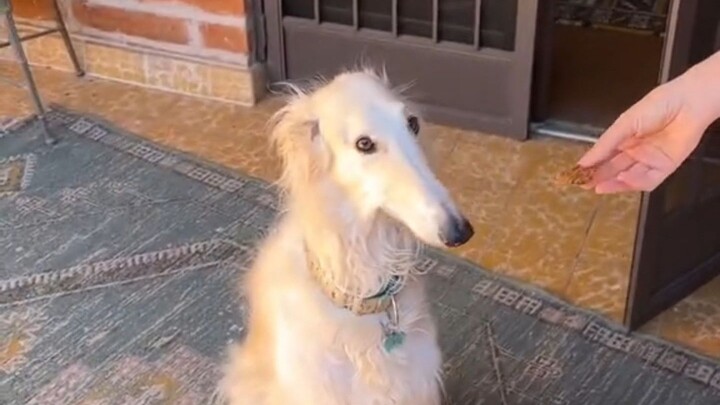 车座子狗虾仁事件