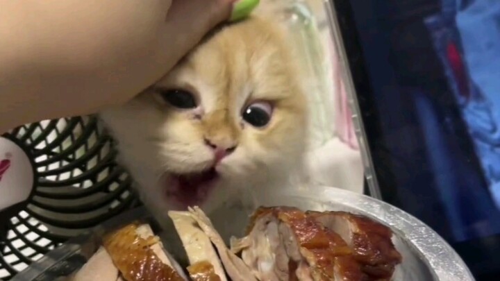 Cat: Mom, I haven't eaten for three days!