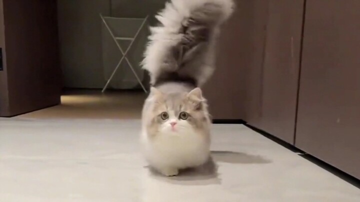 นี่คือแมวพันธุ์อะไร ราคาแพงไหม?