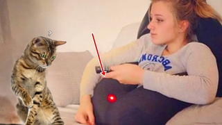 Funniest Cat Videos That Will Make You Laugh 37 Funny Cats