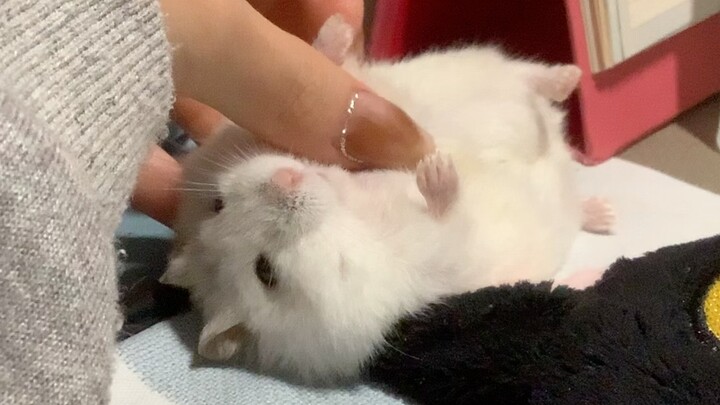 [Hamster] So adorable and cute—truly like a little elf!