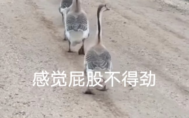 The big goose lays eggs while walking.