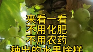 一起来看看，不用化肥，不用农药，纯天然种植出来的葡萄是什么样子。