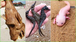 Chạy ra bờ biển vô tình bắt được cá#8