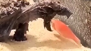 Keahlian khas Keluarga E'guo