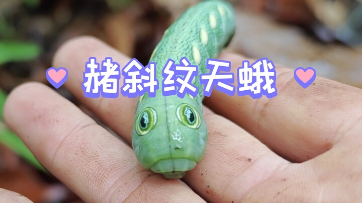 The caterpillar imitating the green snake (Ochre-striped moth) is so cute