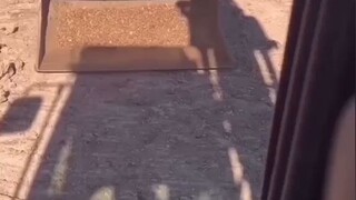 Such a flexible excavator—it's making me eager to give it a try...