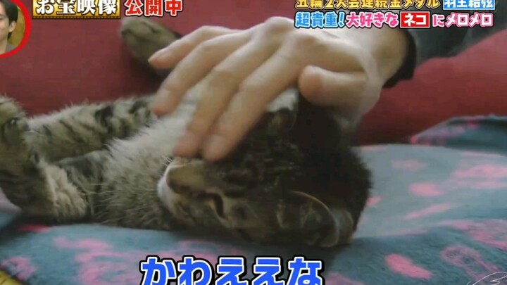 هل سبق لك أن رأيت هاناياما يوشيتسو يداعب القطط؟ إنه لطيف جدًا، أستطيع فعل ذلك أيضًا!