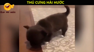 Ôi động vật_ Cười vỡ bụng với những Video hay nhất năm 2018 P2
