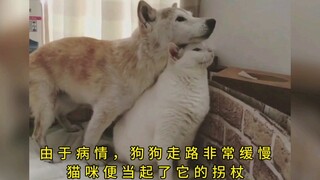 “猫猫什么都懂，它只是想尽自己最大努力挽留自己的朋友罢了“”