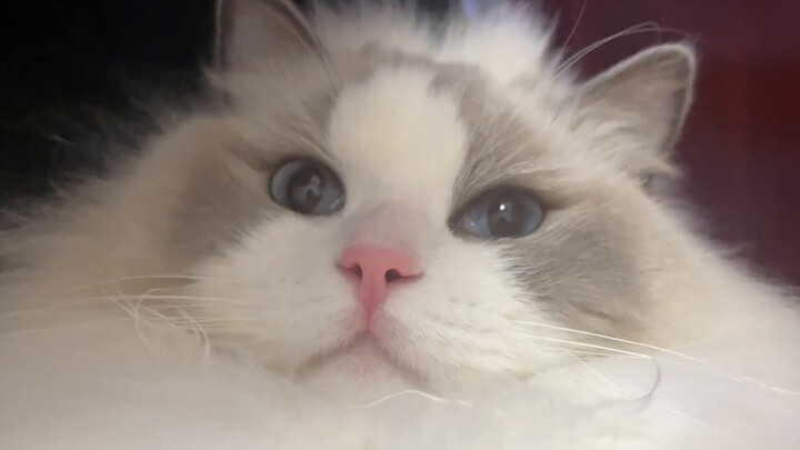 I have been separated from my ragdoll cat for half a year. I wonder if it still recognizes me.