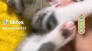 cute cat