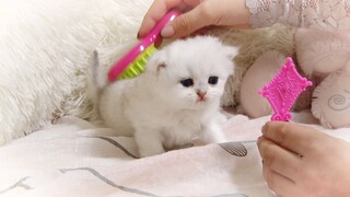 Cute baby cat EVA wants to be pretty kitty | Kitty - princess | Funny grooming for kitten