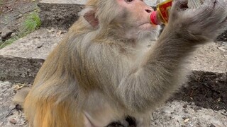 Saudara Monyet: Kamu meremehkan siapa?