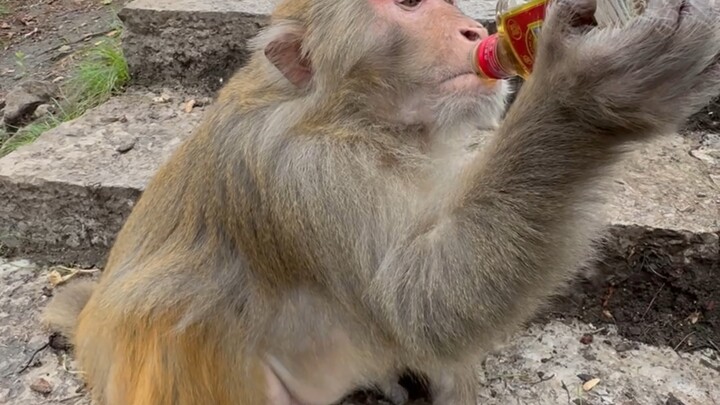 พี่วานร: คุณดูถูกใครเหรอ?