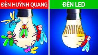 [Soi Sáng] - Bỏ 8 Thứ Này Đi Để Ngăn Bọ Vào Nhà