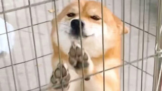 Pick up the dog and immediately show a flattering face