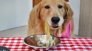 Golden Retriever Spaghetti Eating Competition Who eats faster