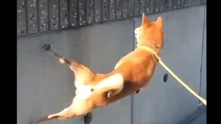 The dog: Let's get the party started!