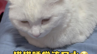 Ah, so it was my little Mimi drooling in her sleep! She even pretended to stretch and cover it up wh