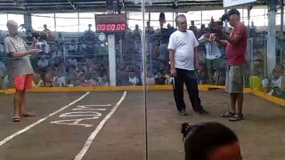 4cock Derby first fight