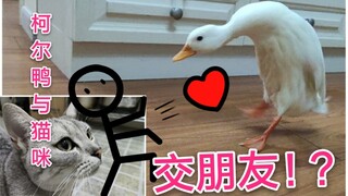【柯尔鸭】柯尔鸭跳起来了鬼步舞，猫咪在一旁都看呆了！