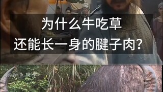 Mengapa sapi makan rumput, tapi bisa tumbuh otot yang kekar?