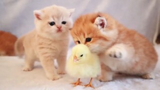 Ketika anak ayam jatuh ke pangkuan kucing