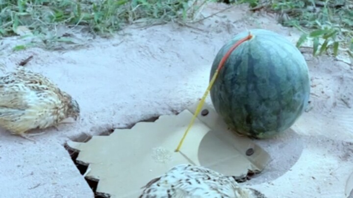 [World Curiosities Commentary] New video just released—please subscribe!