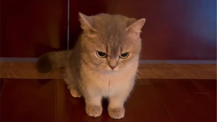 หลักการหาเพื่อนของเจ้าเหมียวตัวน้อย