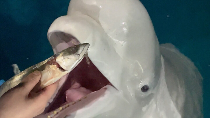 Makanannya sudah siap!