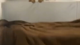 بينما كان المالك يُعلّم الجرو الجديد نزول الدرج، خرجت القطة من المنزل وتطوعت طواعية لتكون المعلمة أي