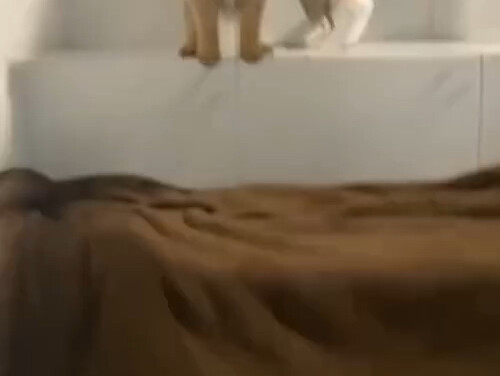 Chủ nhân đang dạy chú chó con mới đến xuống cầu thang, thì chú mèo trong nhà cũng chạy ra chủ động l