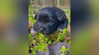 Sữa của tui đâuuuu... xuhuong yeuchomeo thucung yeucunco dog cute