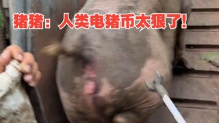 猪猪：人类电猪币太狠了！