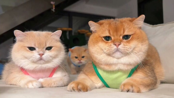 cute cat