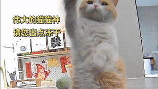 When the kitten discovered the secret of the automatic feeder...