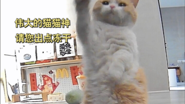 When the kitten discovered the secret of the automatic feeder...