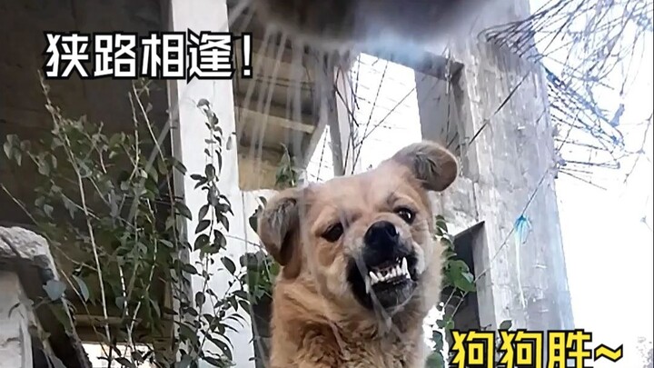 Meow Master’s Most Memorable Moments of the Past Year!