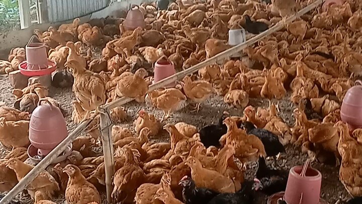 poultry birds