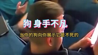 狗 身手不凡